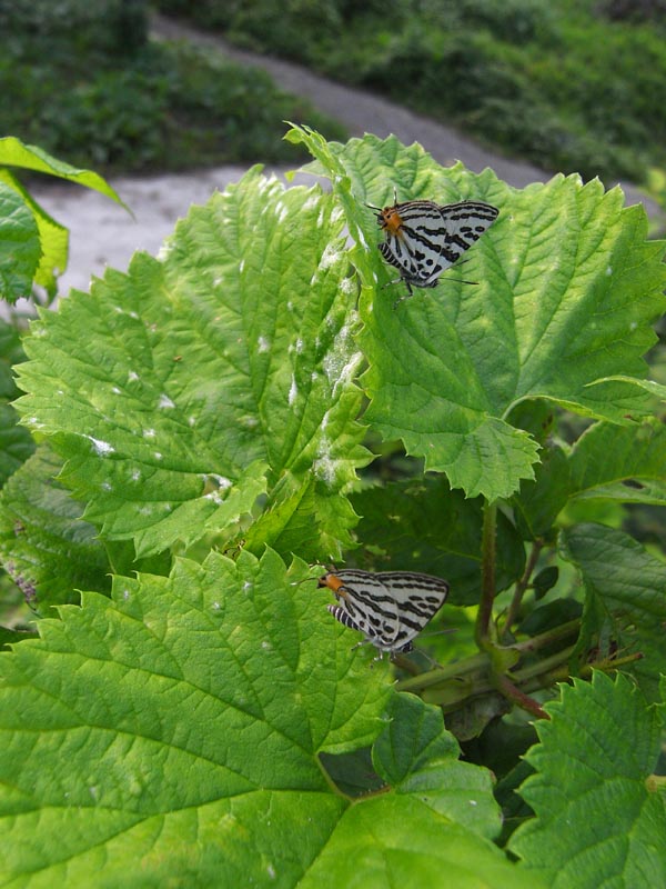 c0045352_14284652.jpg