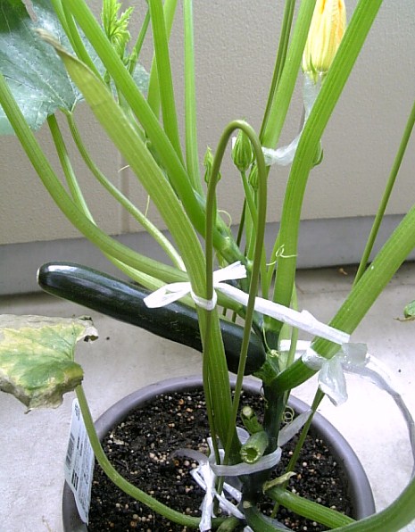 c0115560_1129461.jpg
