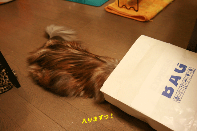 e0158561_22464147.gif