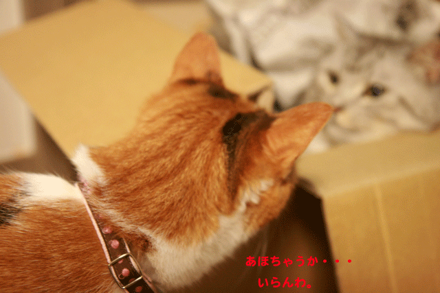 e0158561_22475247.gif