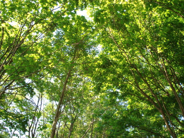 f0132565_7144934.jpg