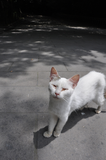 猫写真in鹿児島_e0171573_22344882.jpg