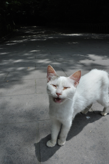 猫写真in鹿児島_e0171573_22345872.jpg