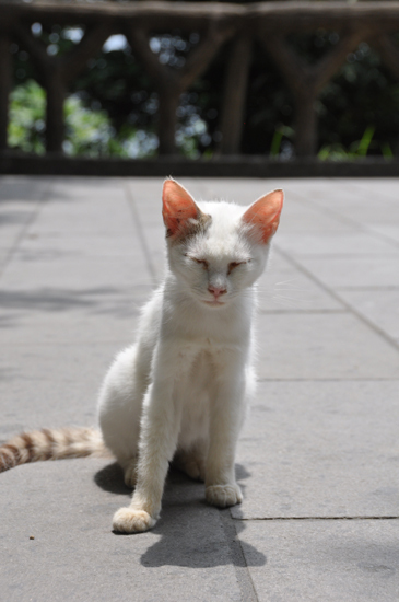 猫写真in鹿児島_e0171573_2235730.jpg