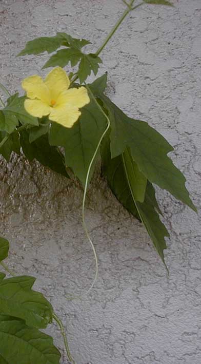 e0126576_8255071.jpg