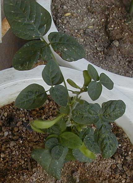 e0126576_8333279.jpg
