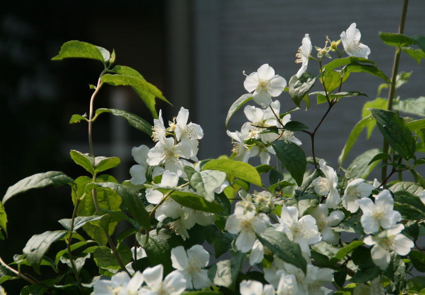 c0112479_10325041.jpg