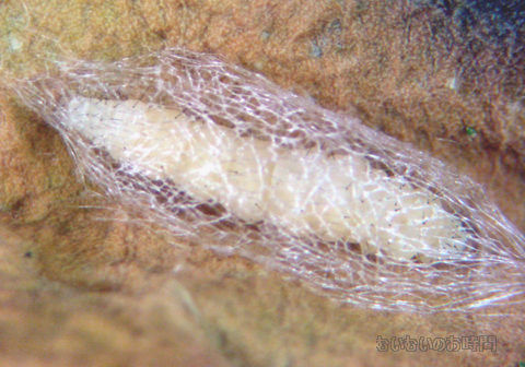 コナガの蛹 繭の中で何が起こる むいむいのお時間 コナガの蛹 繭の中で何が起こる むいむいのお時間