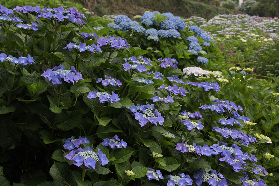 09．06．13：見返りの滝、大聖寺、大和菖蒲園で撮影三昧６_c0007190_1917244.jpg