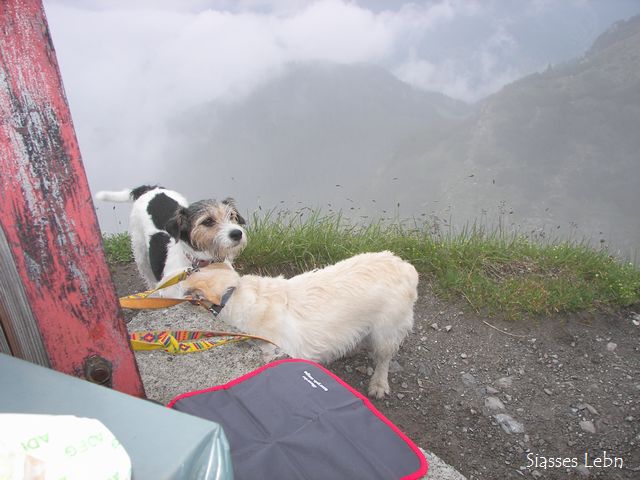 Sommersonnenwende（夏至）　Itonskopfと高山植物_e0088895_16175534.jpg