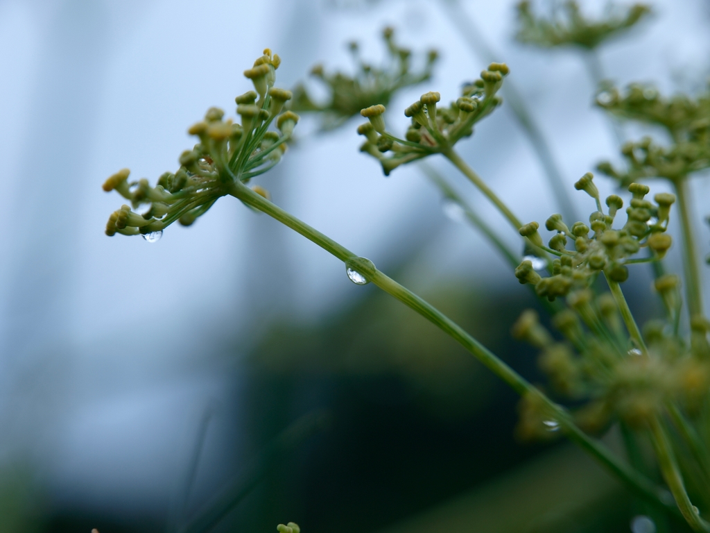 梅雨の露撮り①_b0138101_7574325.jpg