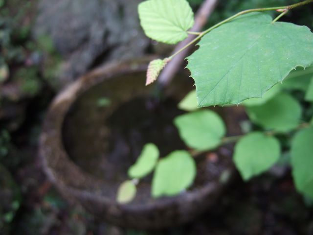 一滴が難しい。_f0108604_17433880.jpg