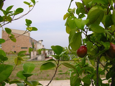 f0197504_71922.jpg