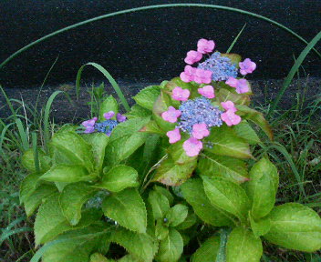 e0123206_921611.jpg
