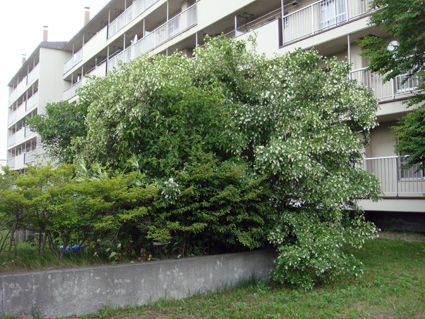 イボタノキ…_f0160407_4135469.jpg