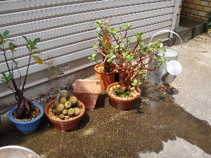 f0086008_21475630.jpg