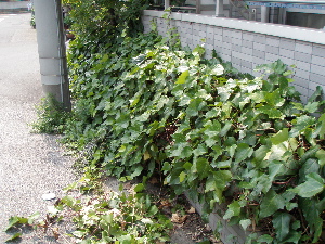 f0086008_21522839.jpg