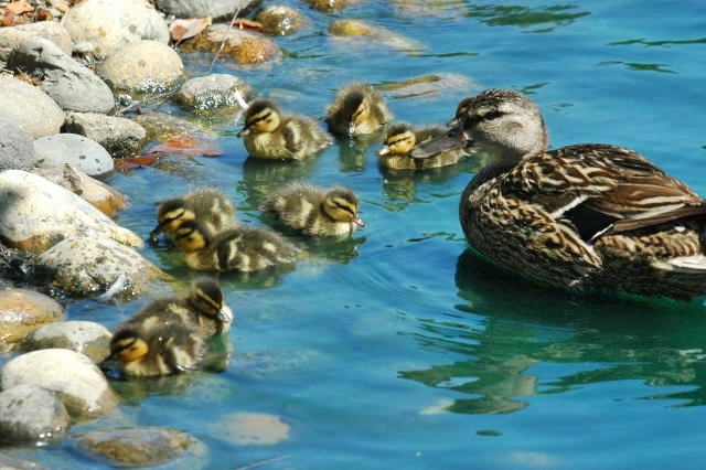 Duck families - マガモの家族_d0139709_451828.jpg