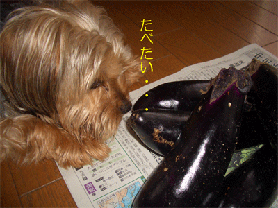 c0143711_19332513.gif