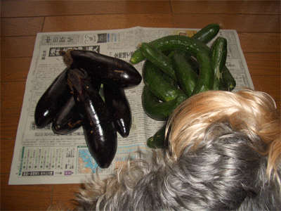 c0143711_19333975.gif
