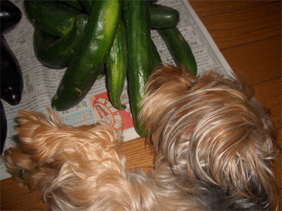 c0143711_19335269.gif