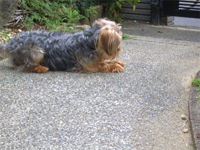 c0143711_20274287.gif