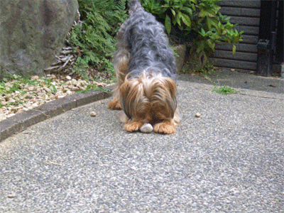 c0143711_20281453.gif