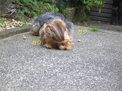 c0143711_20282594.gif