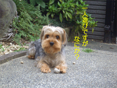 c0143711_20283515.gif