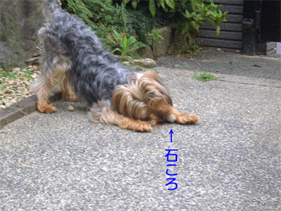 c0143711_20301380.gif