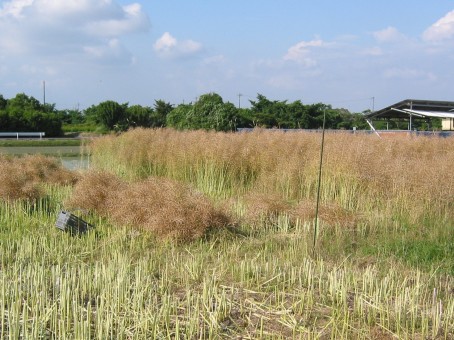 「なたね油 1」_a0120513_2082855.jpg