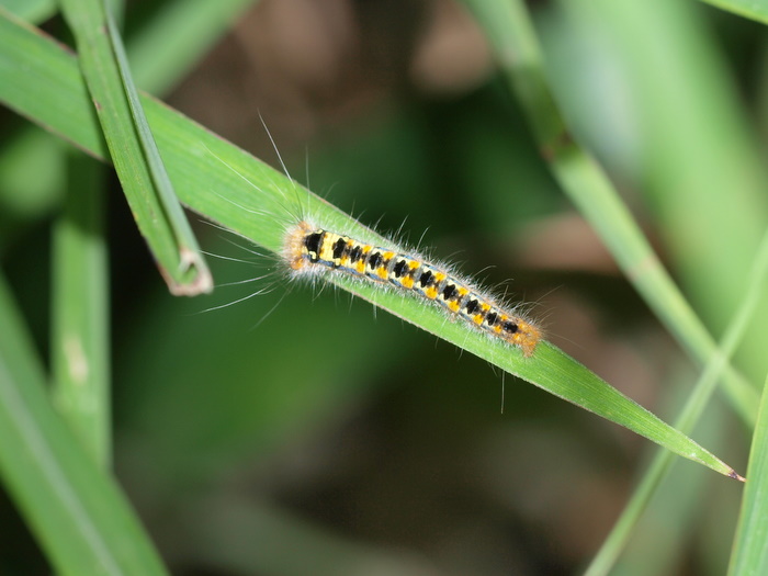 タケカレハ　幼虫_c0116915_22402640.jpg