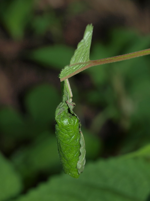 ヒメコブオトシブミ_c0116915_22465113.jpg