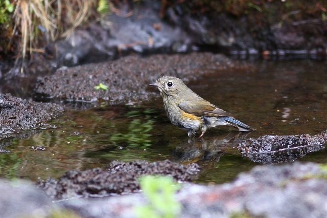 2009　06　27 続・山の水飲の場で　_d0127815_6325773.jpg