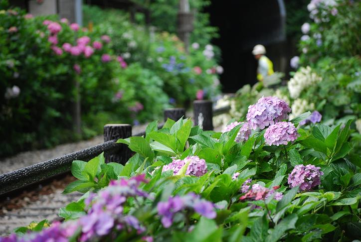 江ノ電　～御霊神社にて　（6月22日）_d0085228_21776.jpg