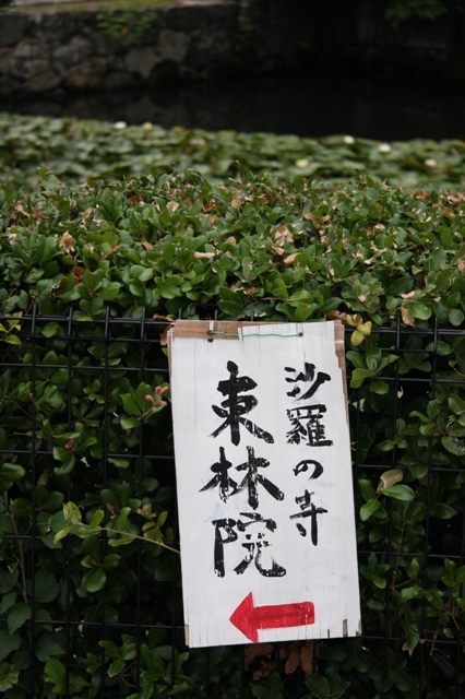 妙心寺東林院 沙羅の花を愛でる会 ｍｅｍｏｒｙ ｏｆ ｋｙｏｔｏｌｉｆｅ