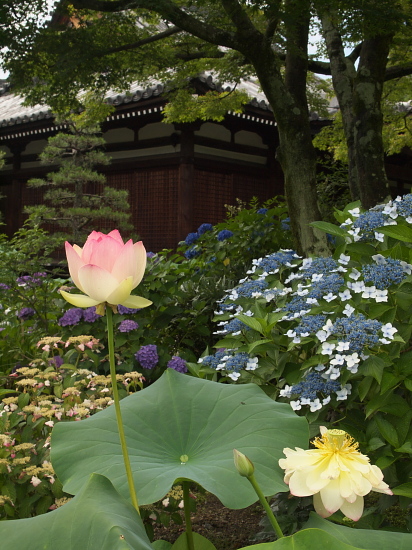 法金剛院　　(6/21)_e0080133_1048442.jpg