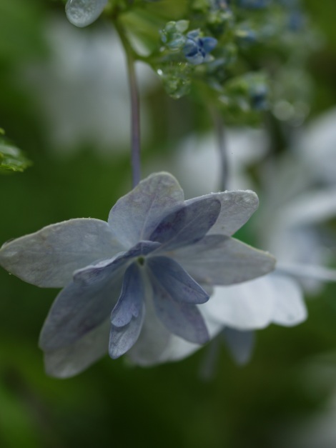 我が家の紫陽花_f0103534_024295.jpg