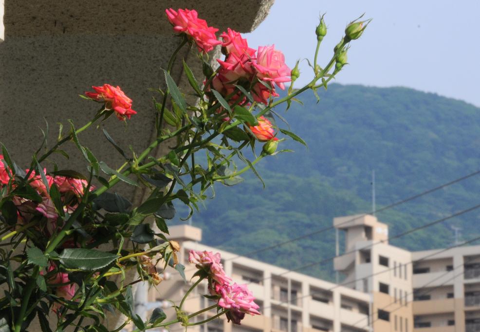 c0142535_818405.jpg