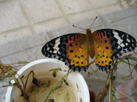 f0051638_2201340.jpg
