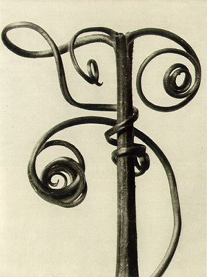 karl blossfeldt_e0130546_19152530.jpg