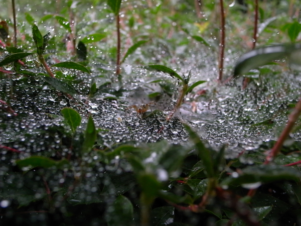 b0170947_2063411.jpg