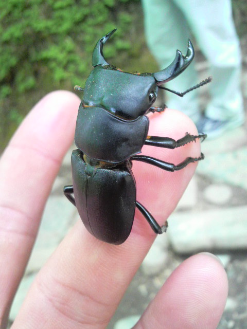 ヒメオオクワガタ 様 ヒメオオクワガタ♂40mm upペア 天然採取 : オオクワ京都昆虫