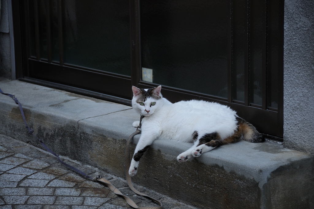 尾道　ねこ_f0137351_20533391.jpg