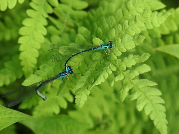 c0045352_1743245.jpg