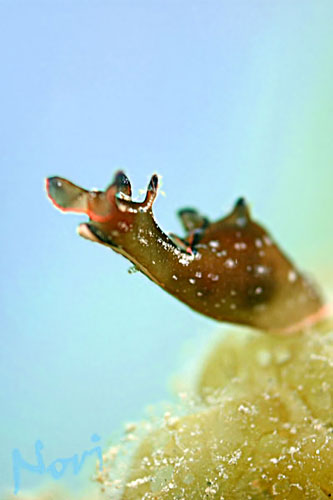 アマクサアメフラシ 加茂 海のいきもの ｉｎ 庄内