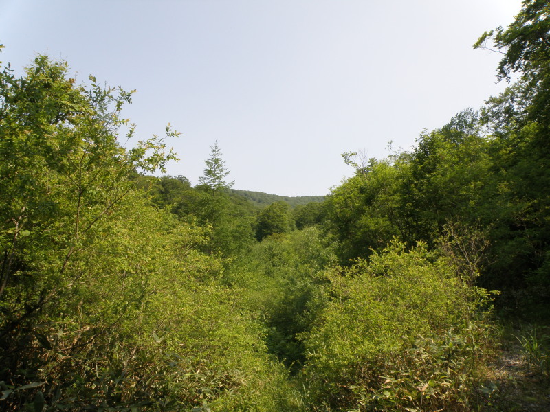 猿ヶ石川源流を遡上せよ！（七郎沢）_f0075075_16272297.jpg