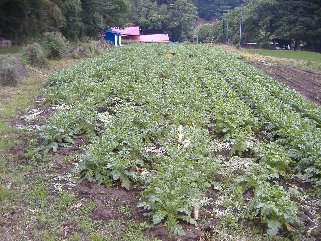 梅雨の中休み_b0067179_2072167.jpg