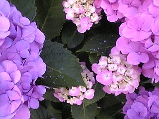 紫陽花カラー（２）_b0129897_14144366.jpg