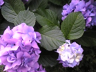 紫陽花カラー（２）_b0129897_1415408.jpg